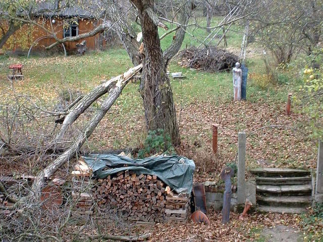 Baum nach Sturm 2003