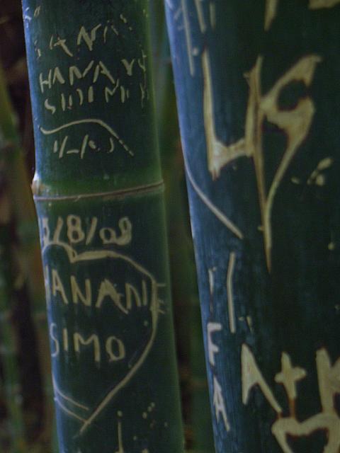 martina734